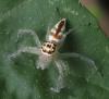 Vicirionessa sp.
